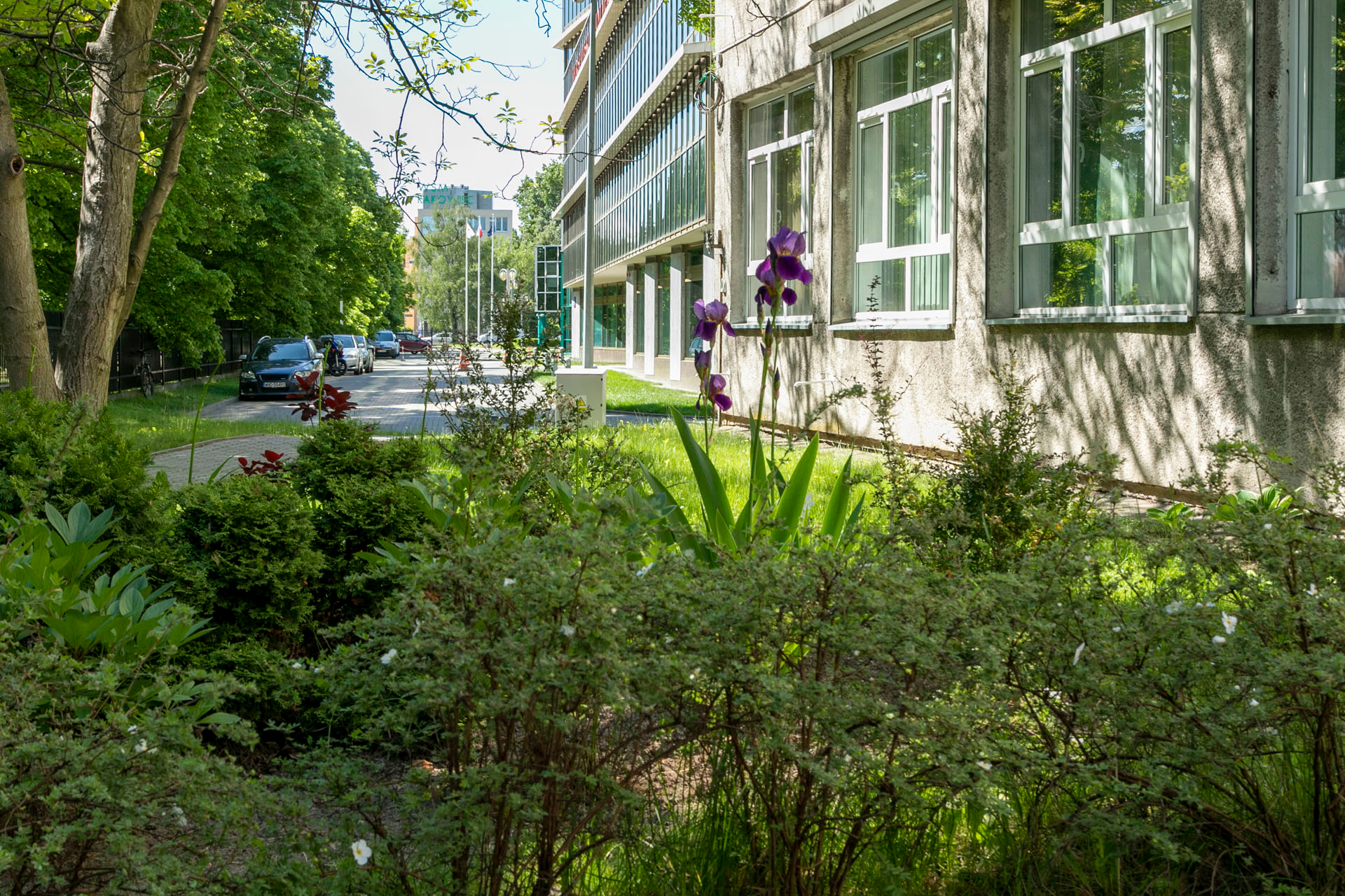 Fragment zielonego terenu przy budynku z dużymi oknami. Na pierwszym planie rosną krzewy i dwie wysokie fioletowe irysy. W tle znajduje się chodnik, zaparkowane samochody i drzewa z zielonymi liśćmi. 